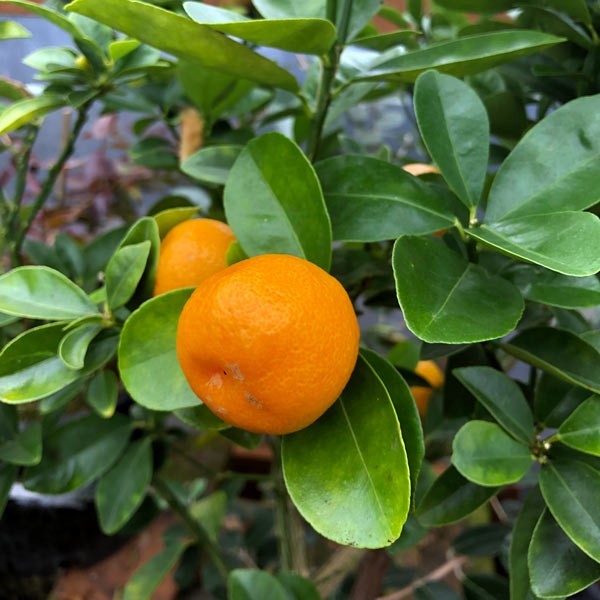 5 SUPER DOUBLE RARE Fukushu Kumquat seeds Organic