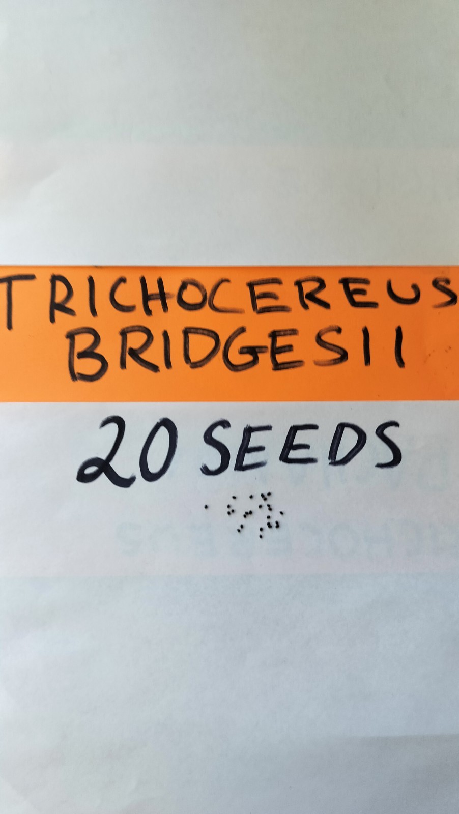 Sacred Cactus Seeds- Bridgesii – 20 Seeds