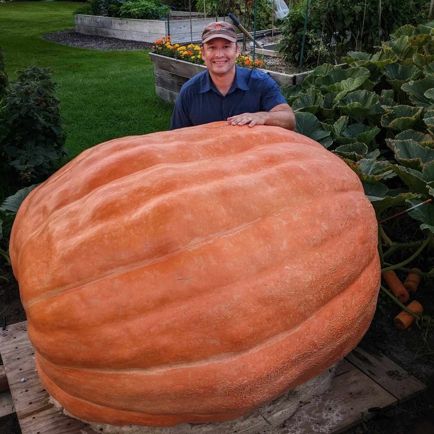 Atlantic Giant Pumpkin Seeds – Packet of 2 Seeds | Grow Huge, Orange Pumpkins