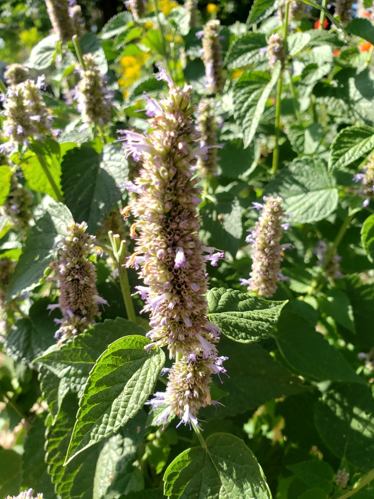 Anise Hyssop / Licorice Mint (250 seeds) great for tea or pollinators!