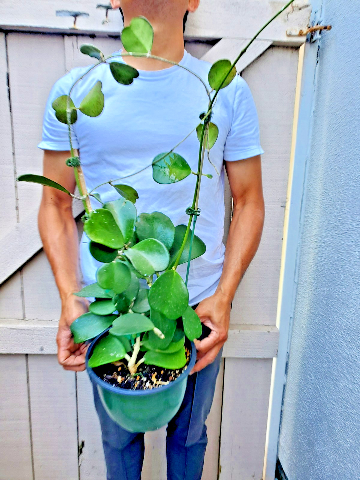 Hoya Kerrii Sweet Heart Hoya