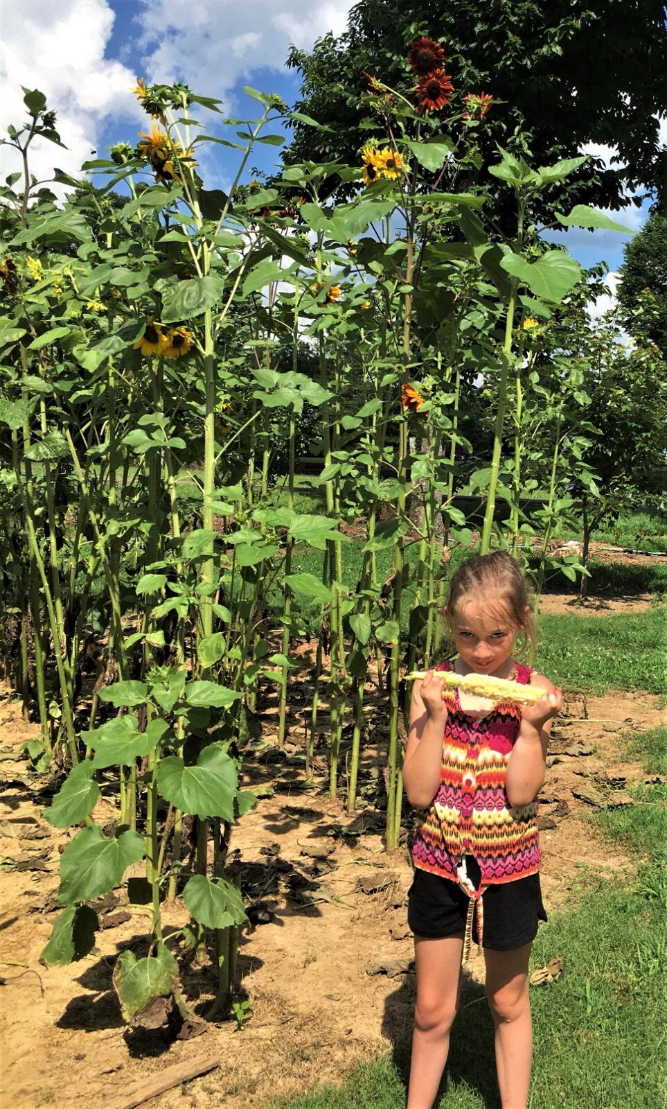 G90 Delicious Hybrid Sweet Corn Seed Bicolor Treated 350 Seeds, 4oz. 95% Germ.