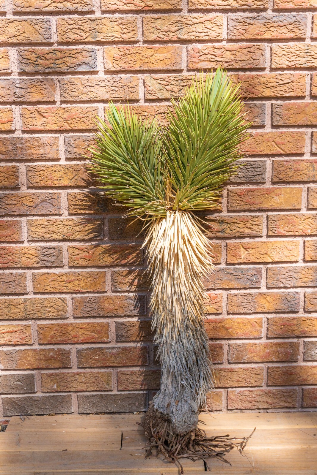 3FT DOUBLE, JOSHUA TREE,PLANT, LEGALLY HARVESTED & TAGGED, YUCCA BREVIFOLIA