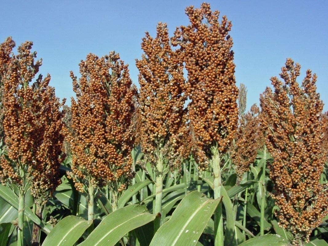 Sweet Sugar Drip Sorghum Seeds