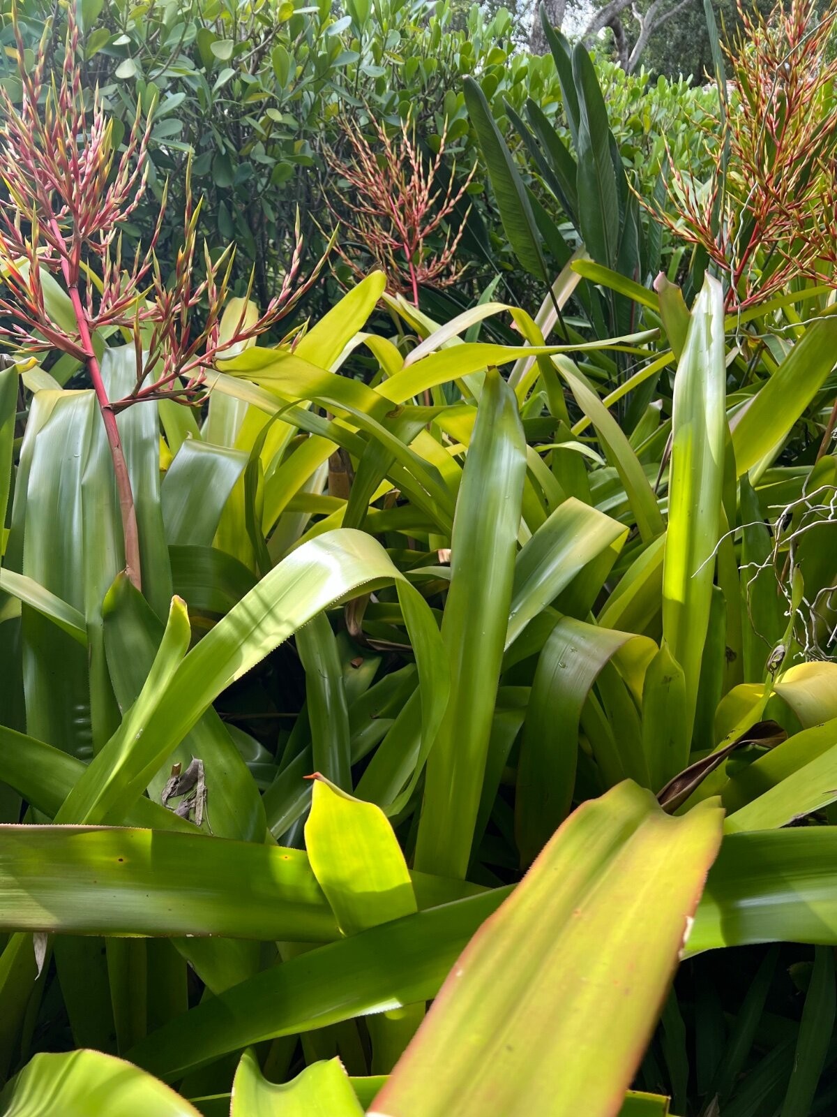 Aechmea Blanchetiana Fast Grower Spreads Pups Galore XL Red Orange Yellow Green