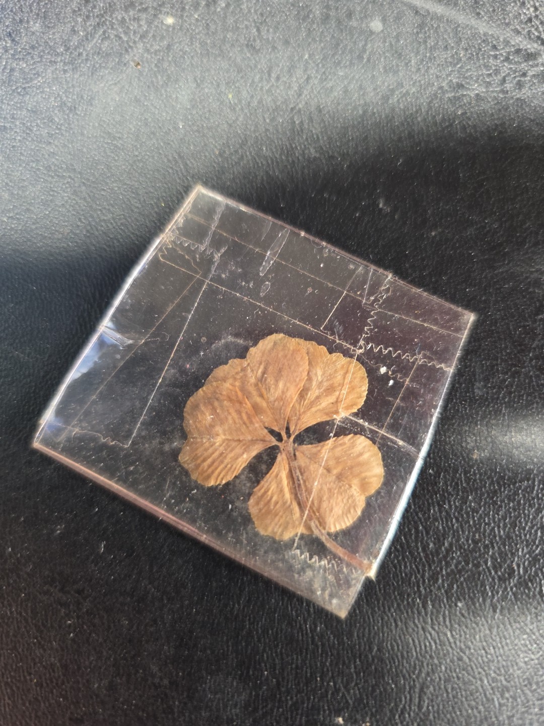 RARE REAL 5 Leaf Clover 🍀 Hand picked – GREAT Gift – LUCKY Good Luck Charm