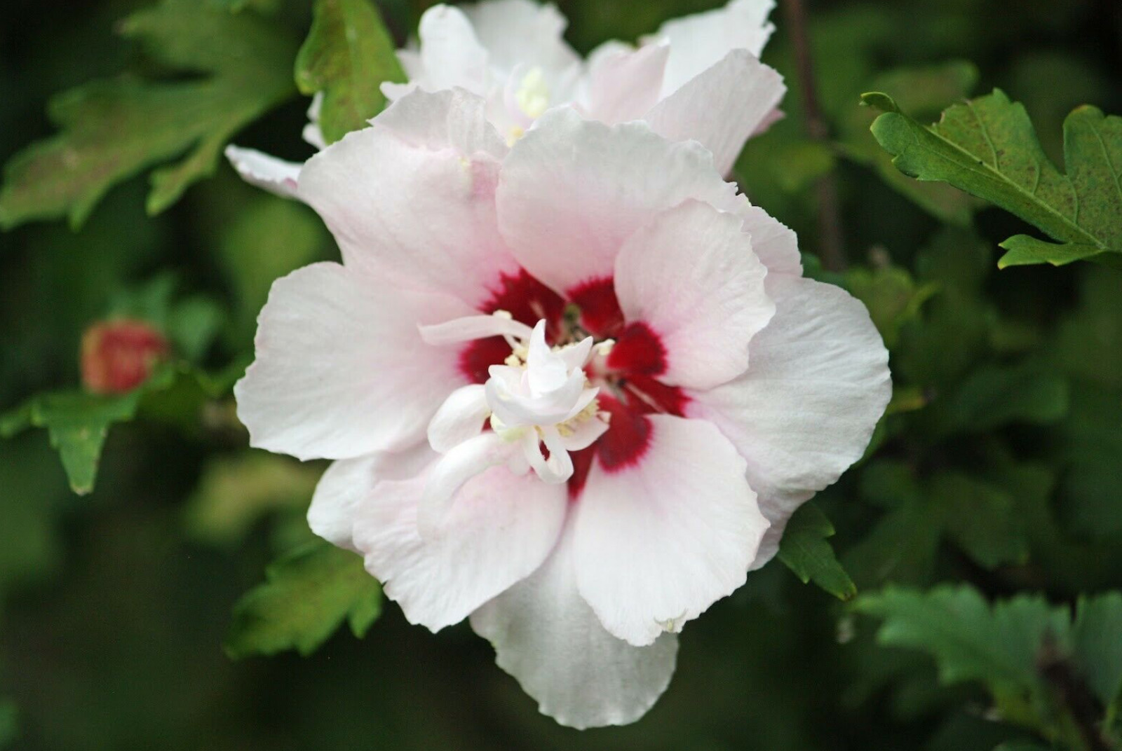 3 Rose Of Sharon Hibiscus Organic Live Plant w/Roots Transplant Starter Bush 1FT