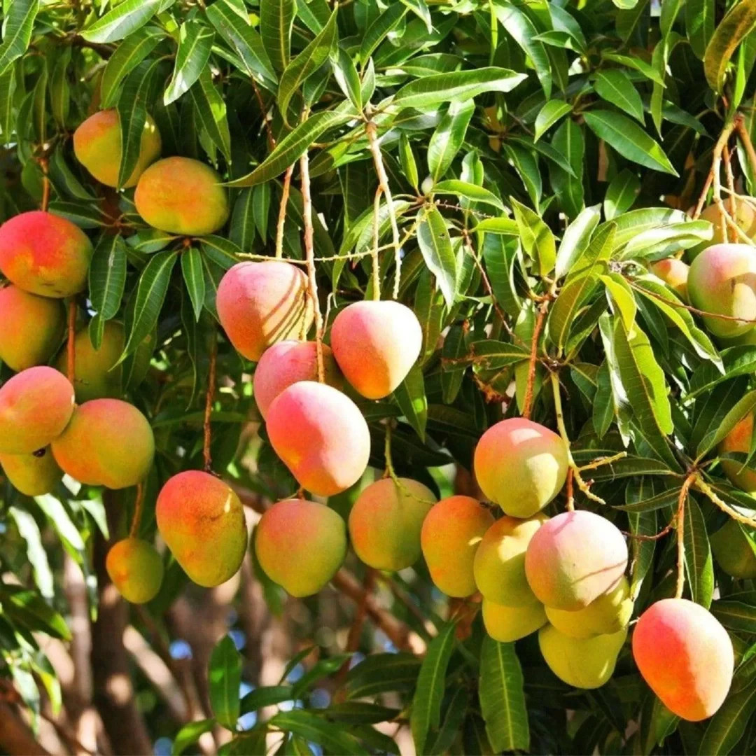 Big Grafted Mango (Mangifera ) Alphonso Live Fruit Tree (1.5-3 ft) Indica