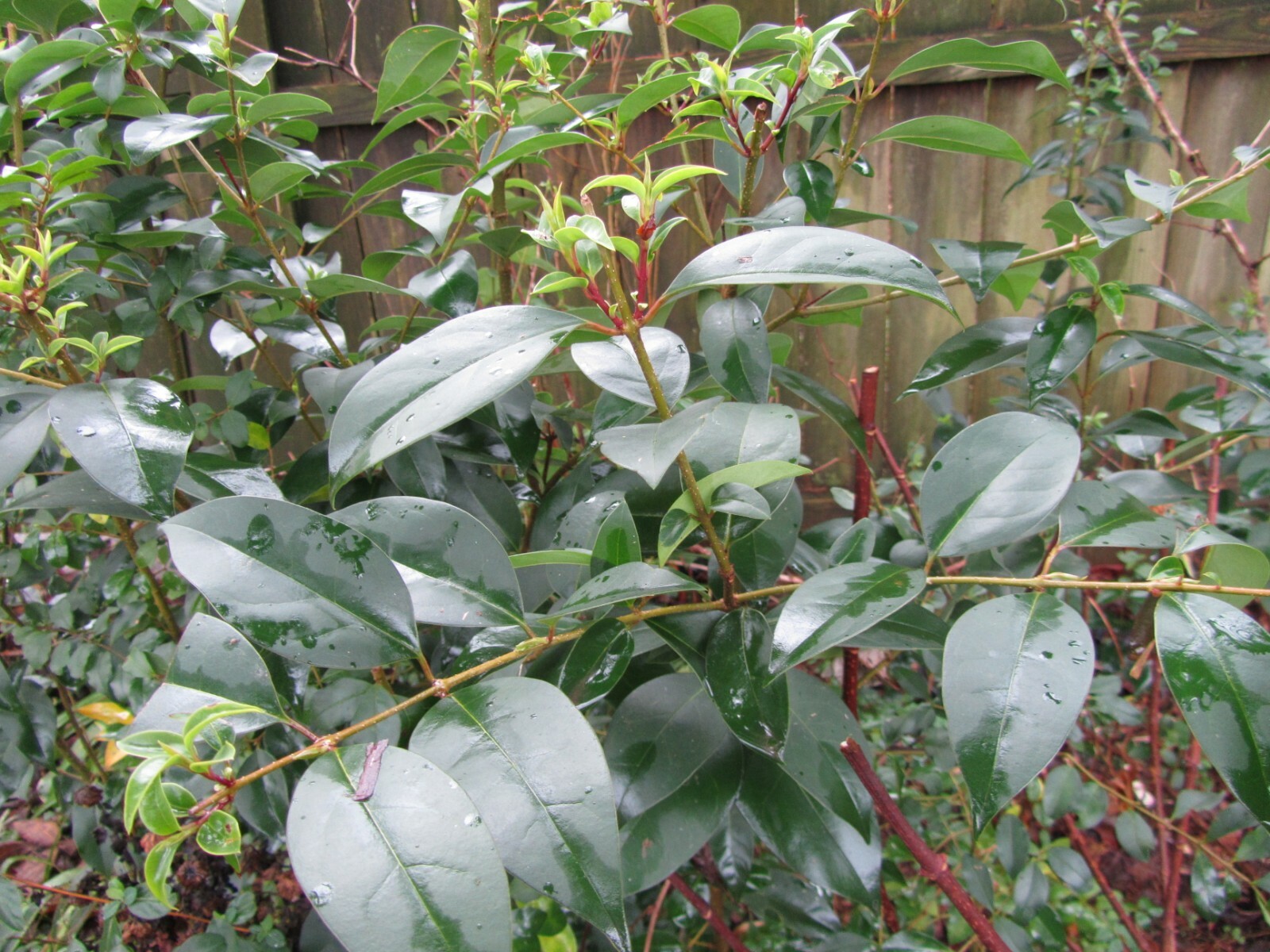 1 PLANT 2-4′ LIGUSTRUM JAPONICUM JAPANESE PRIVET – EVERGREEN SHRUB