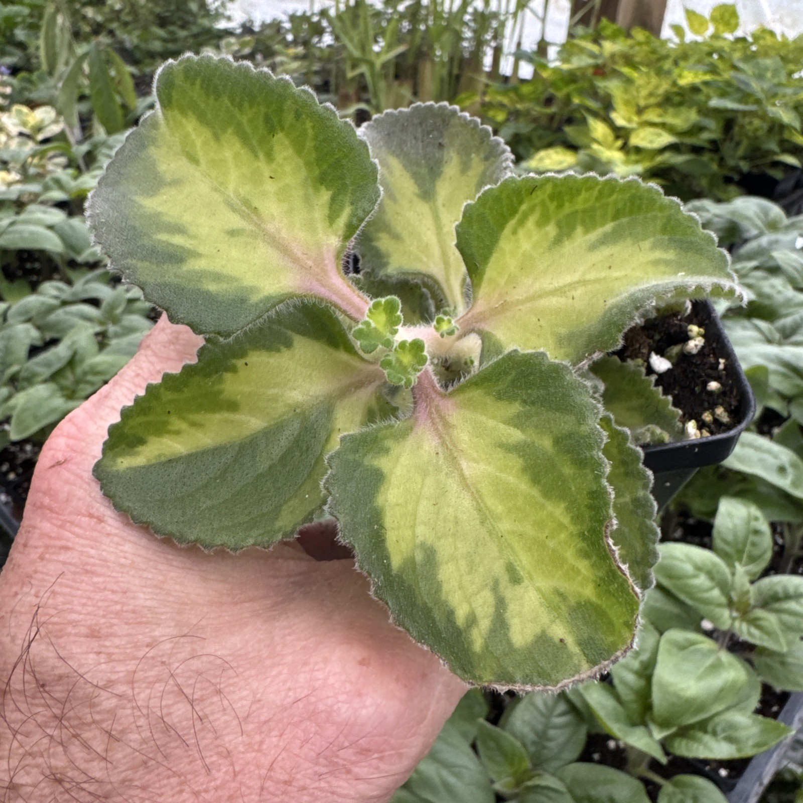 Variegated Cuban Oregano- Plectranthus amboinicus ‘ochre flame’