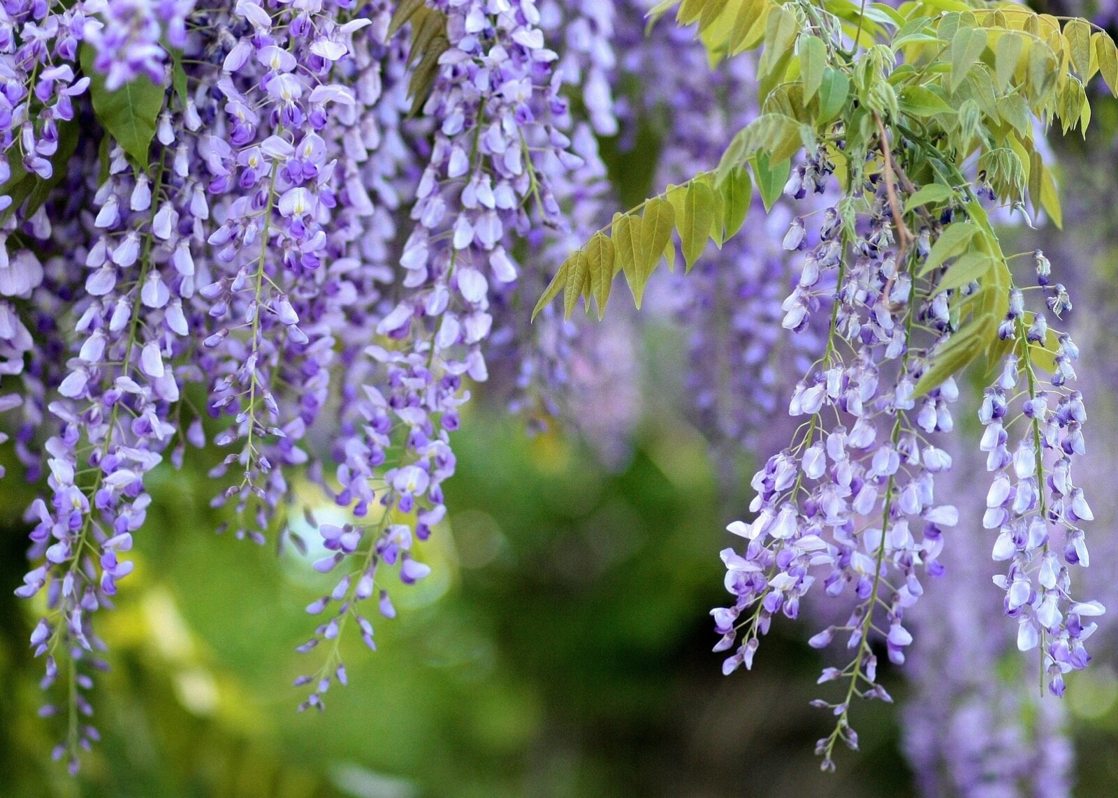 Purple Chinese Wisteria  starter live plant | Wisteria Tree | Fast Growing Vine