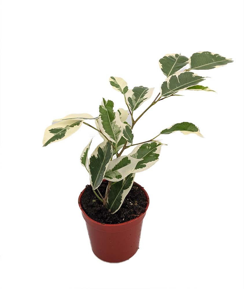 Starlite Express Weeping Fig Tree – Ficus benjamina – 2.5″ Pot