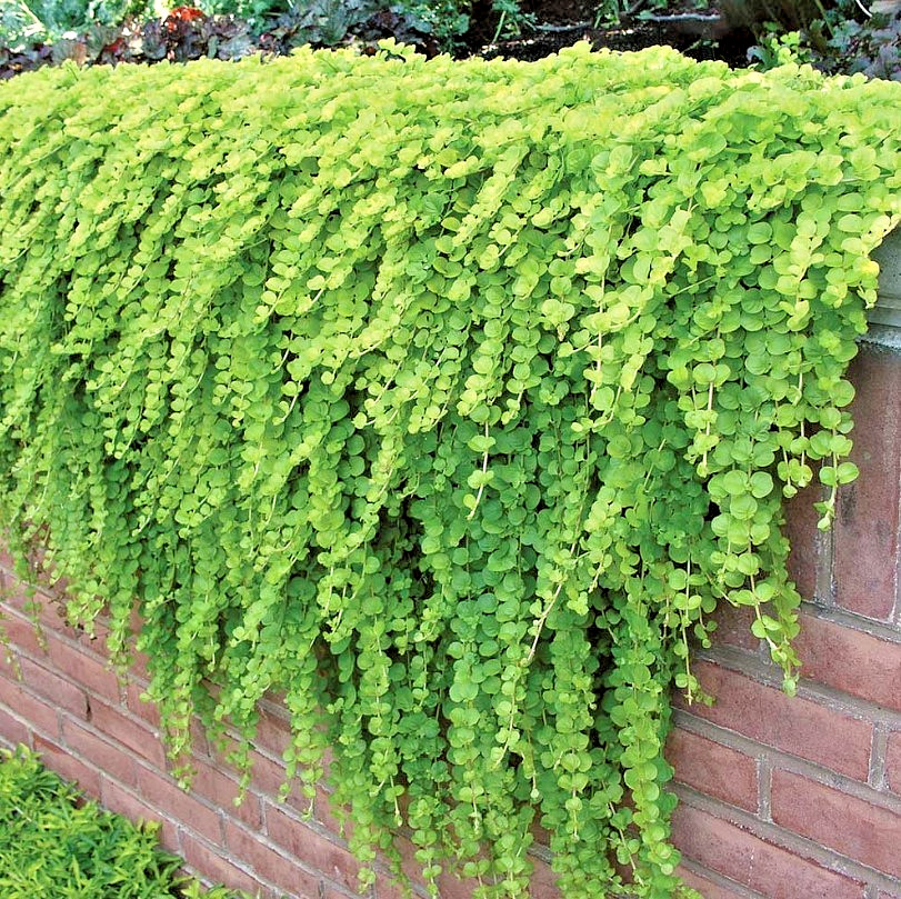 6 Golden Creeping Jenny Live Starter Plants – Perennial Groundcover – Zones 3-9
