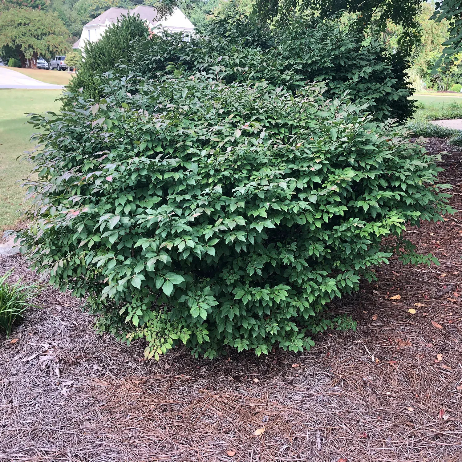 1 Burning Bush Shrub 1 yr old Bare Root Plant