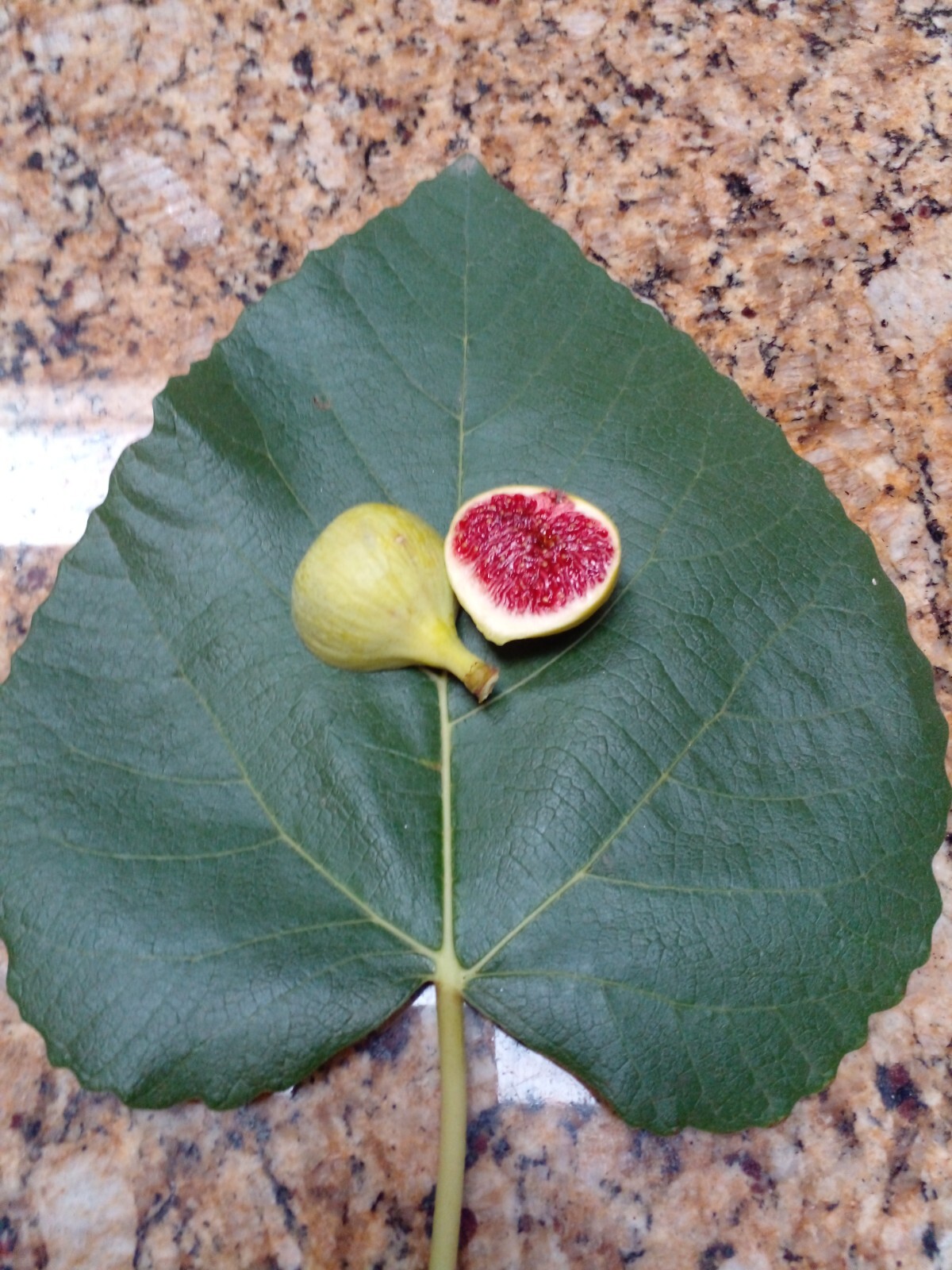 Ficus Palmata N1 White Punjab Fig Tree – 2 Cuttings – Unique Tasty Fig Variety