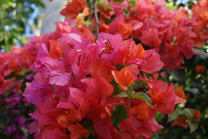 4” Pot of ROSENKA Live Rooted Bougainvillea Plant-Height & Fullness Varies