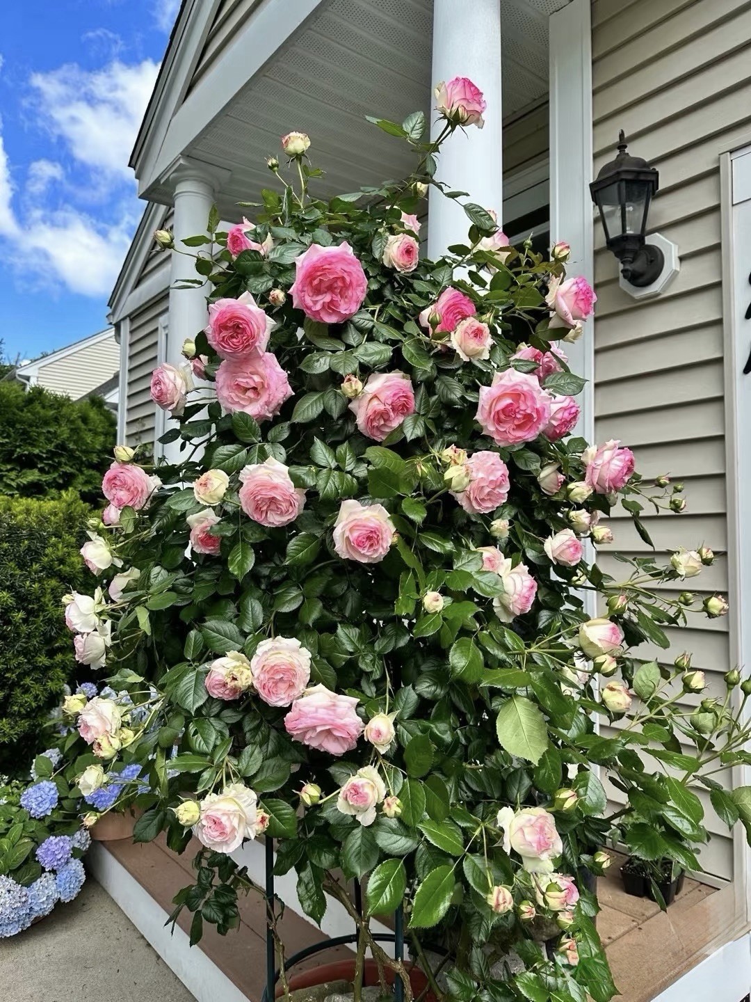 Beautiful Eden climbing rose