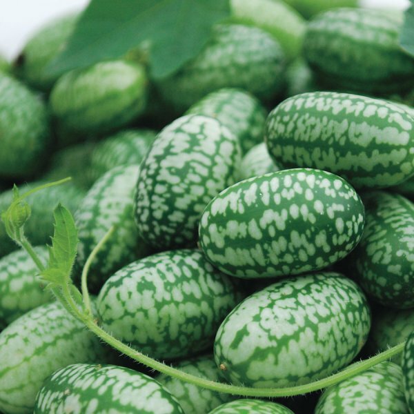 Mexican Sour Gherkin Cucumber Seeds – Cucamelon – Mouse Melon | Seed Store 1060