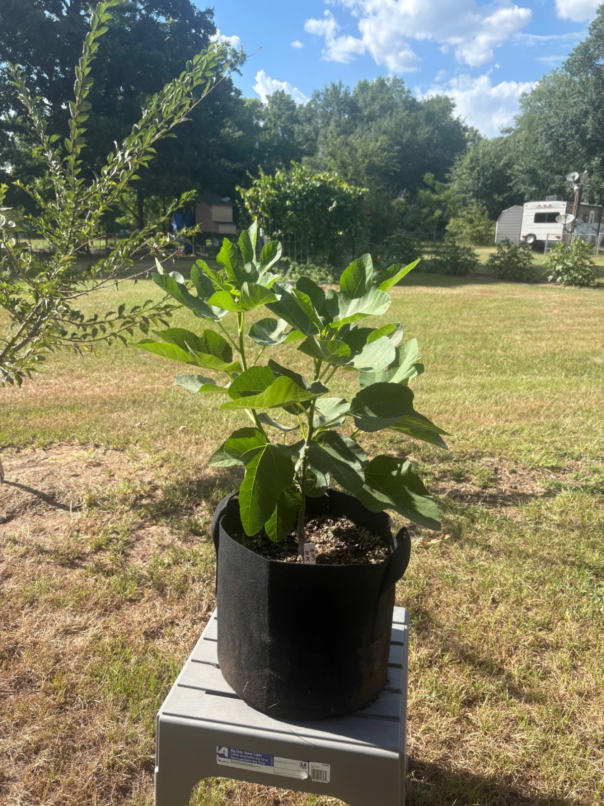Black Madeira KK Fig Tree – Well Rooted Plant 2 Feet Tall No Shipping to CA & AZ