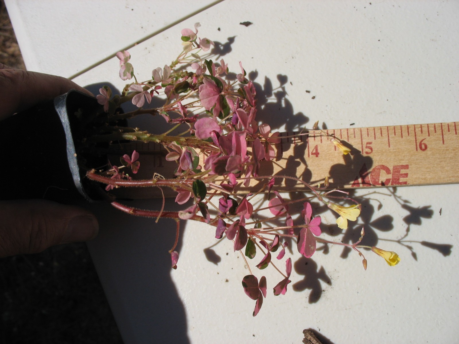Oxalis Plum Crazy 2” Potted – Pink Plant Yellow Flowers