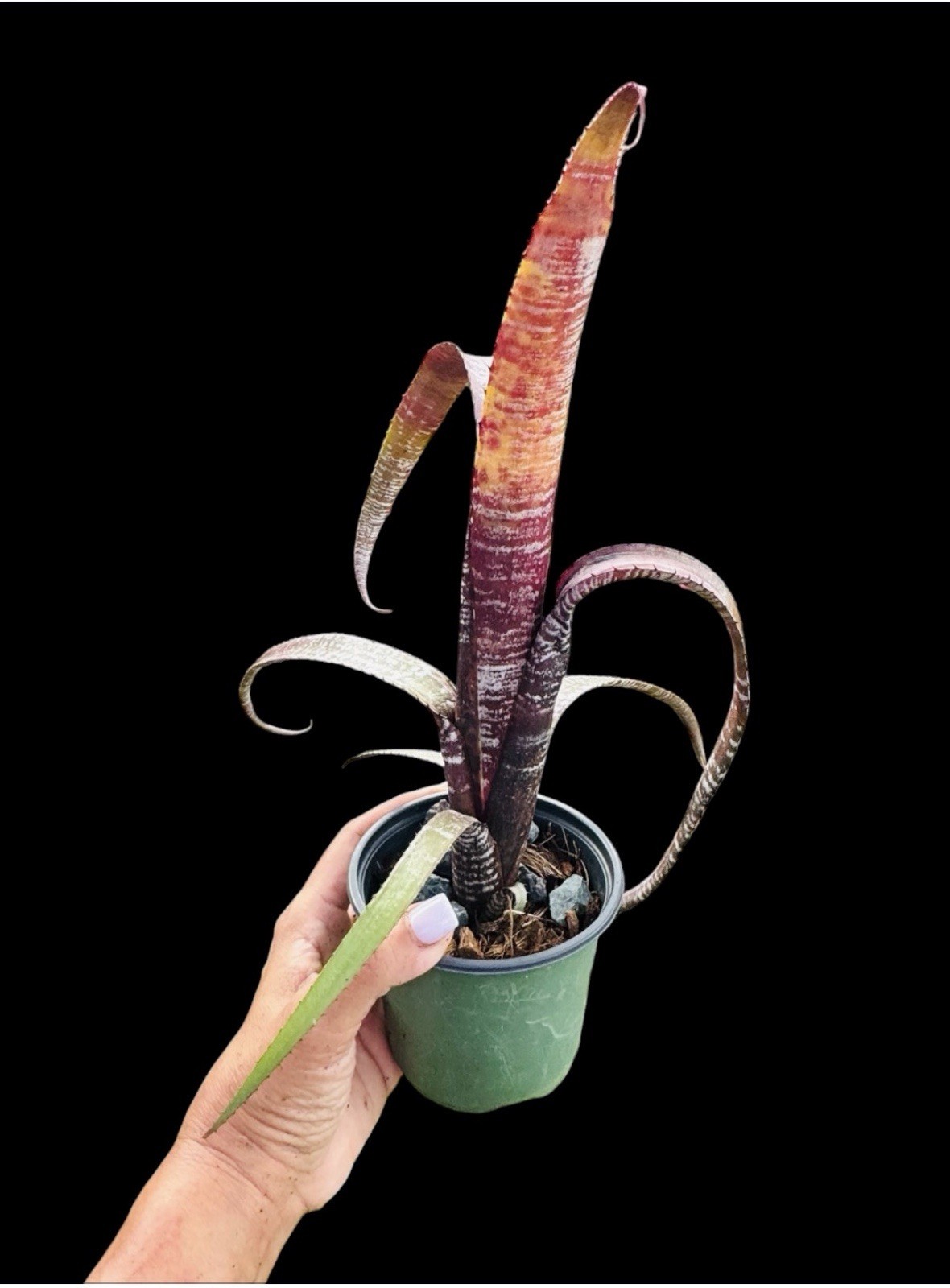 🌺🔥 Aechmea nudicaulis ‘Rafa’ – Rare Collector Bromeliad – Stunning Plant
