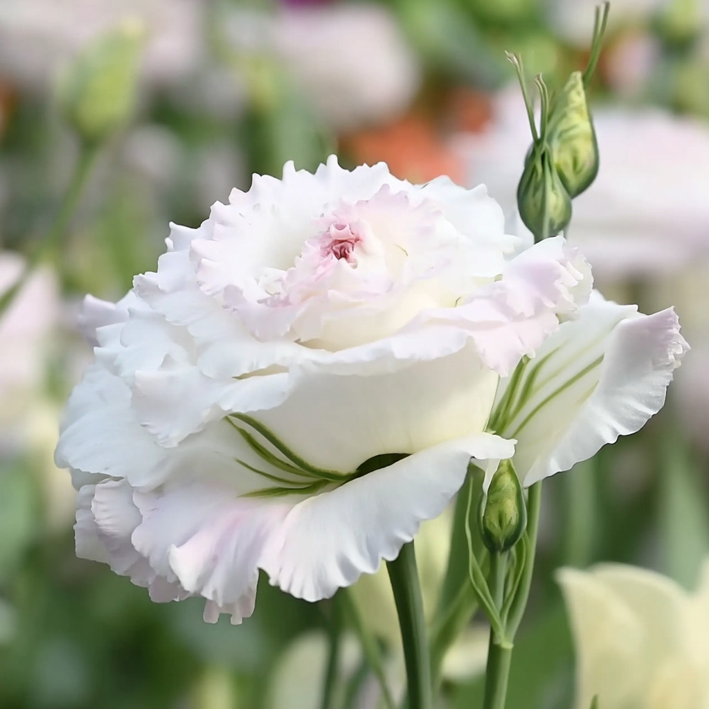 Voyage 2 First Love Lisianthus 25 Seeds | Pale Pink Eustoma Grandiflorum