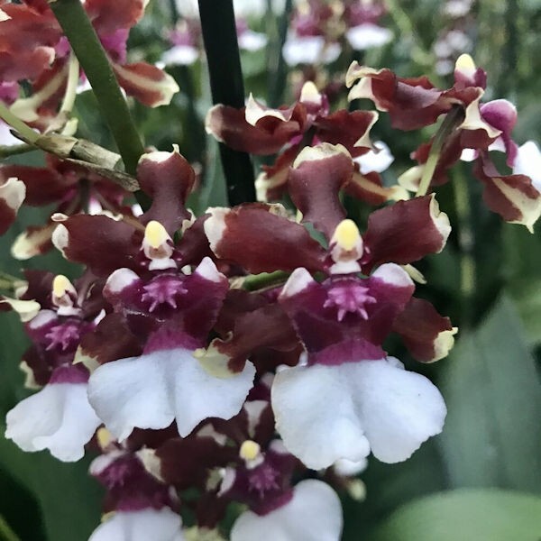 Onc. Baby Raspberry Chocolate HCC/AOS Live Orchid Plant 1B24