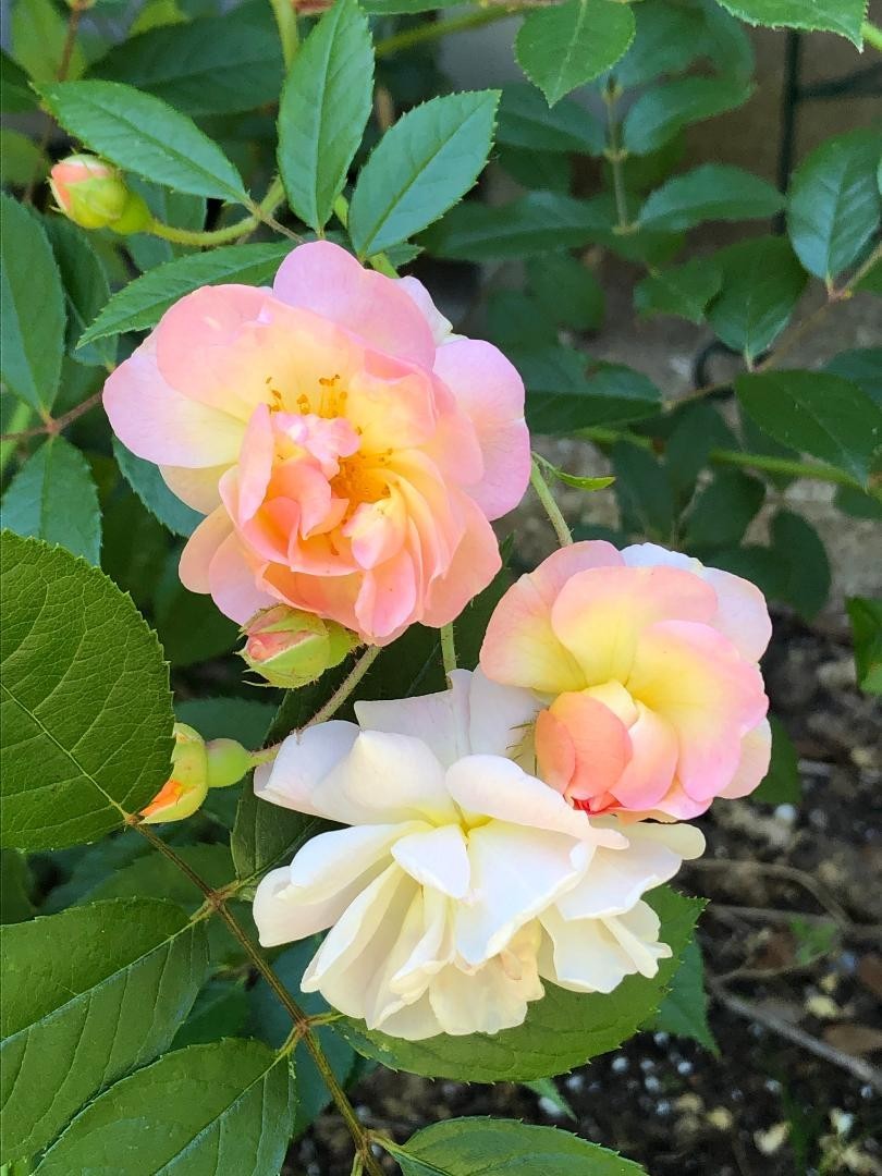 Rosa Ghislaine De Feligonde Nearly Thornless Rose – 3 Cuttings 6″ Long