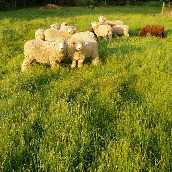 Potomac orchard grass seed (Certified)