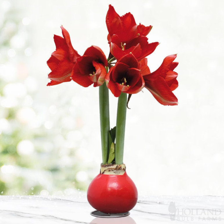 Red Waxed Amaryllis Bulb with Stand, No Water Needed, Easy Indoor Flower Gift