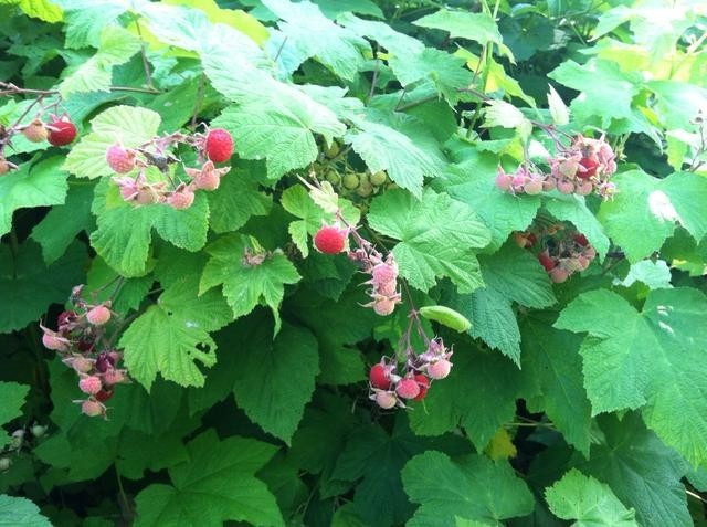 1 Thimbleberry raspberry. Thornless starter plant. Zones 3-8. •
