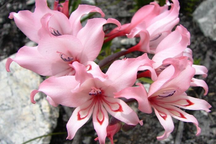 Gladiolus Carneus 8 Seeds, Painted Lady Garden Or Container Plant From USA