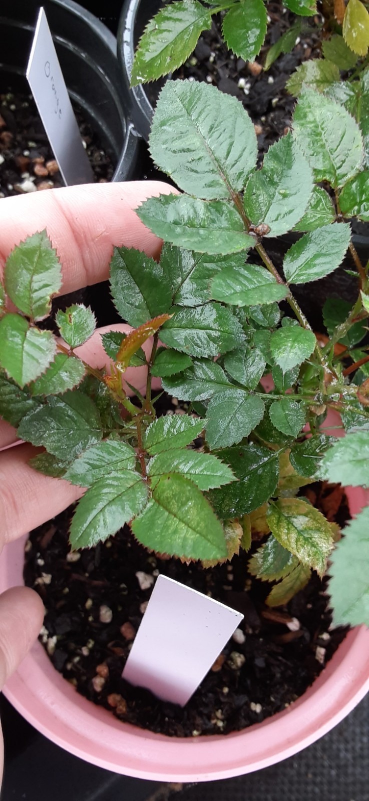 1 Random Mixed Miniature Rose Live Starter- READ LISTING
