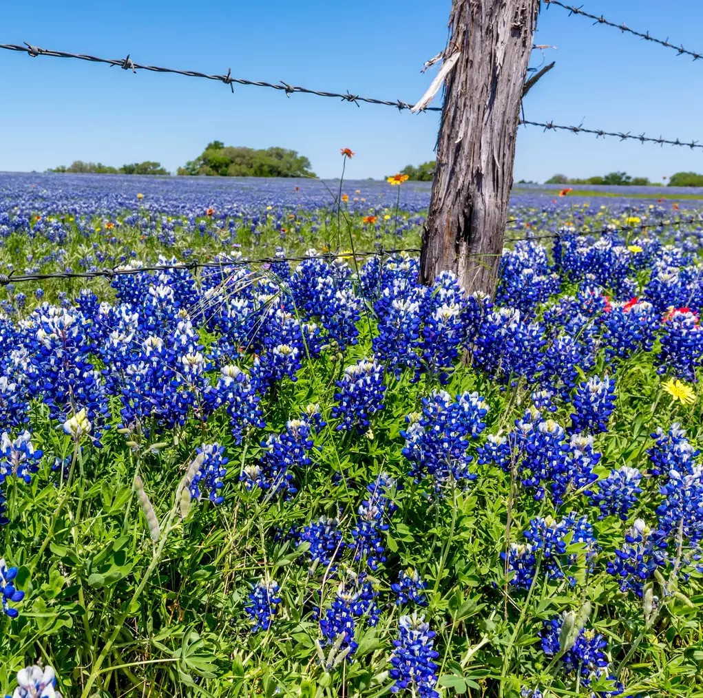 200+ Texas Bluebonnet Seeds – Hummingbirds Butterflies – Bright Color- Fragrant
