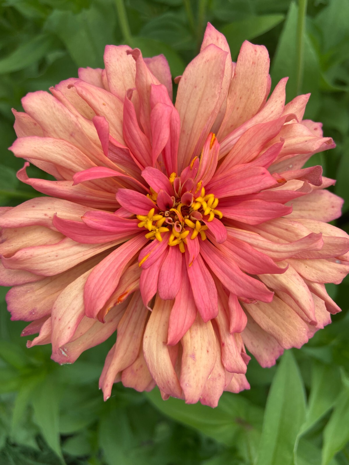 CACTUS ZINNIA – 30 Fresh Seeds – Mixed Colors – GORGEOUS Blooms!! FREE Shipping