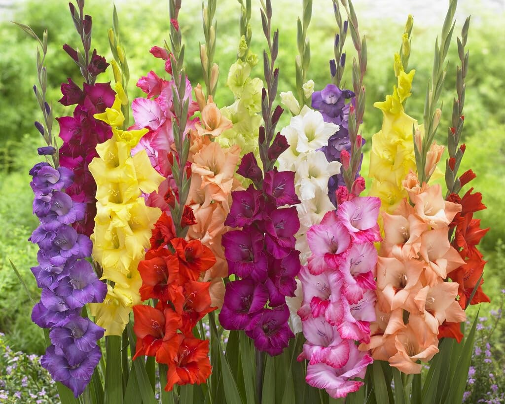 10 Gladiolus Bulbs, Mixed Colors – Sword Lily, Easy to Grow Perennial Garden …