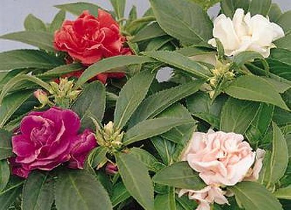 Balsam Topknot Mix Annual Seeds