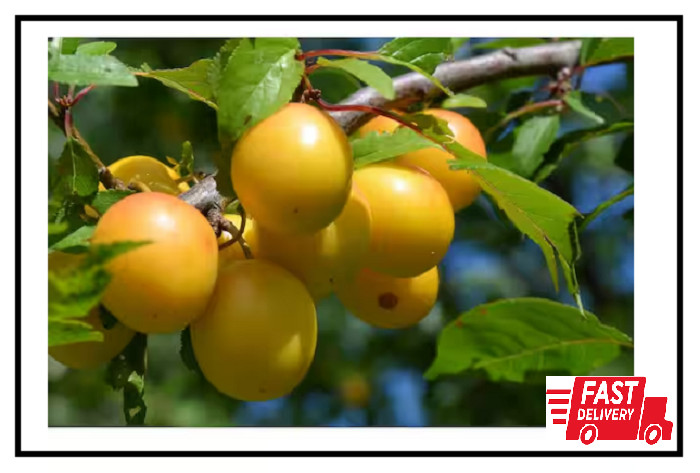 Dwarf Shiro Plum Tree Bare Root