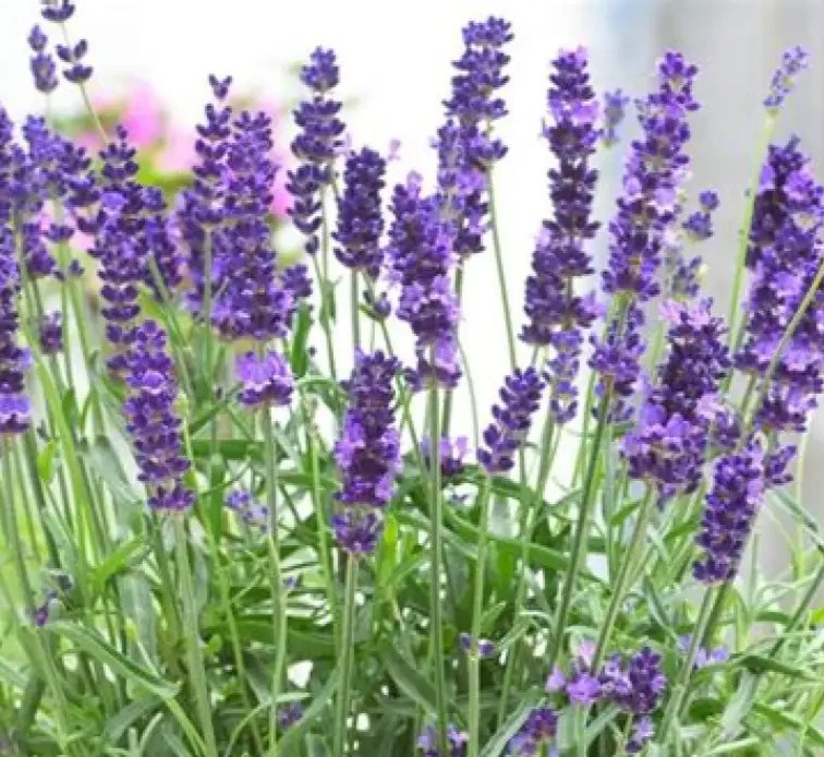 100 English Lavender Non-GMO