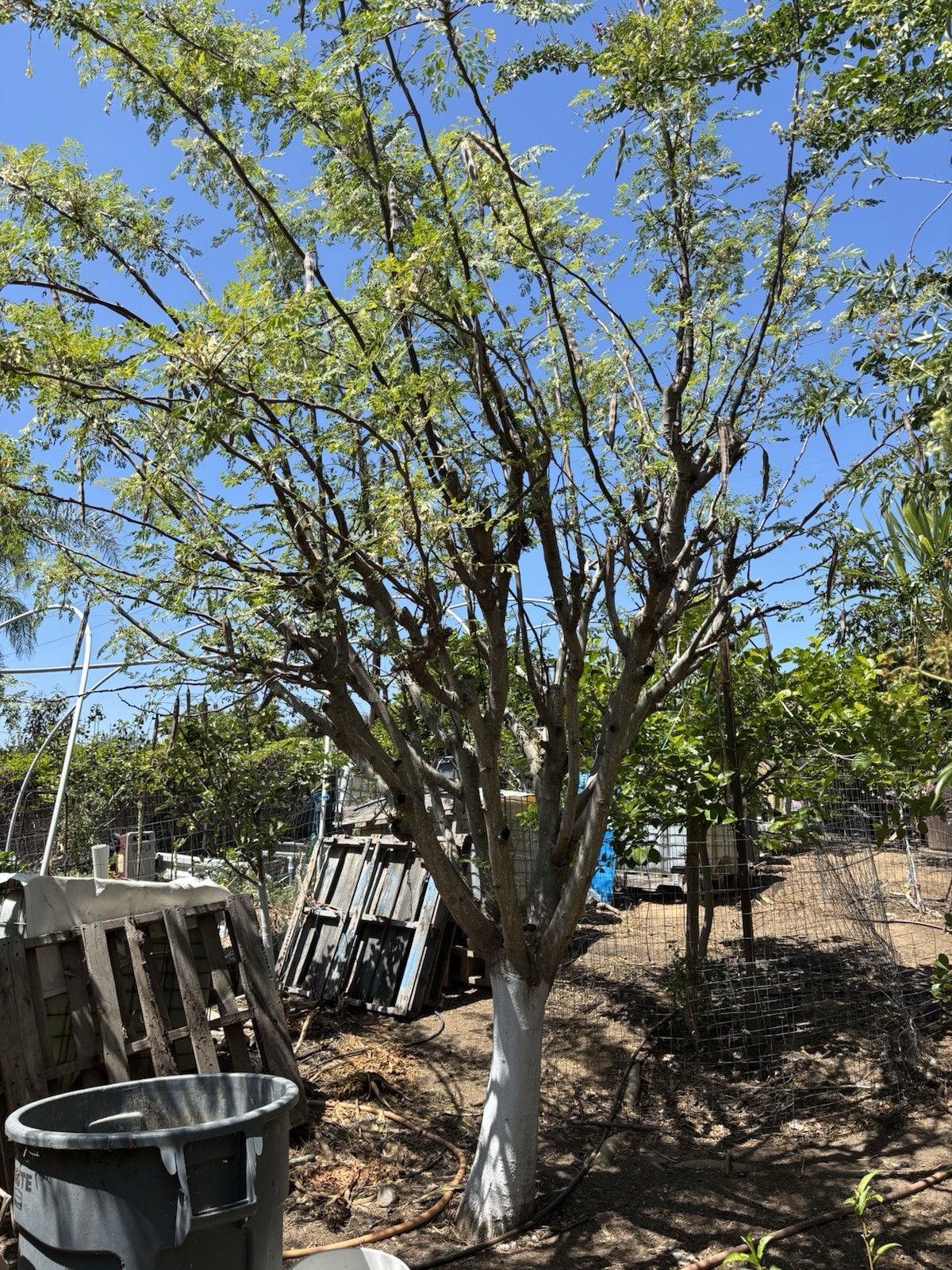 6 Organic Moringa Oleifera Cuttings. Approx 8-10 Inches Each.