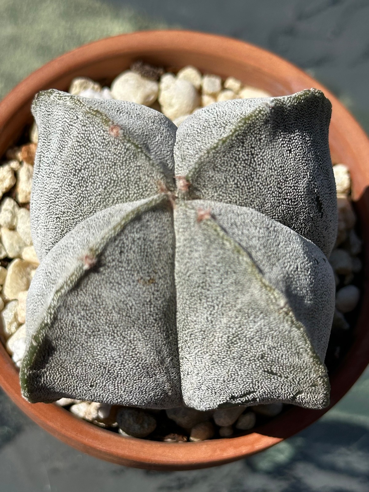 Astrophytum myriostigma v quadricostatum Live Bishop’s Cap Cactus in 4″ pot