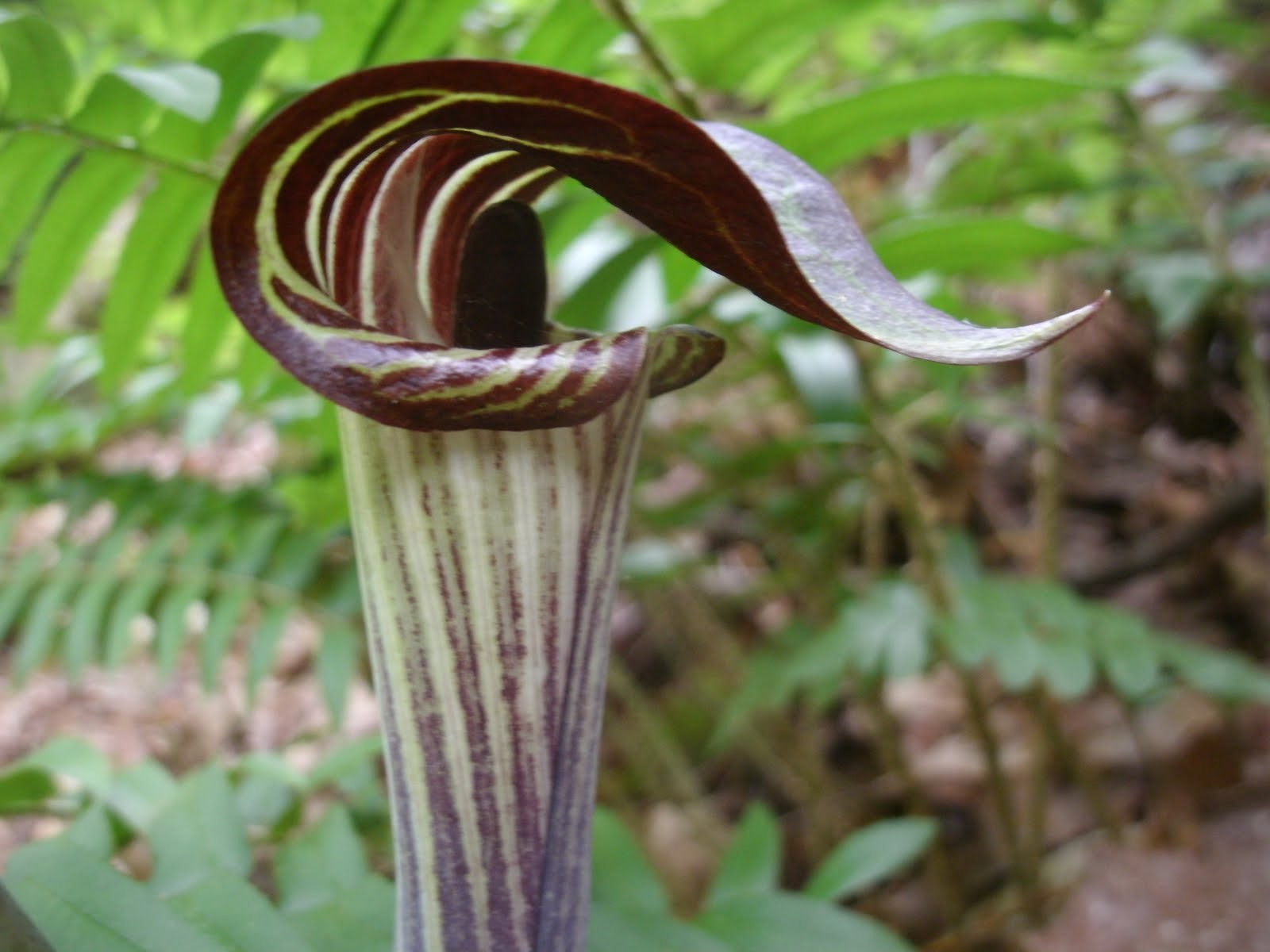 5 Jack-In-The-Pulpit bulbs Indian Turnip (Arisaema triphyllum)