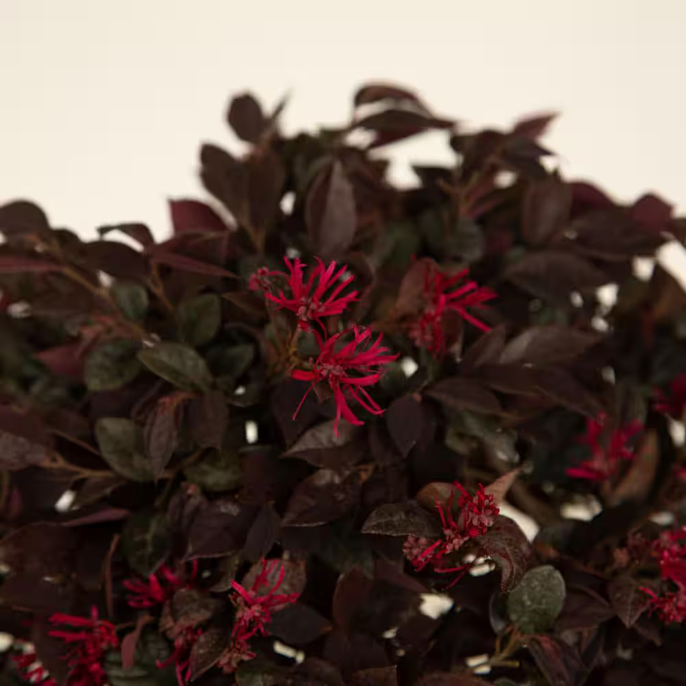 2.5 Qt. Purple Daydream Dwarf Loropetalum, Evergreen Shrub with Purple Foliage