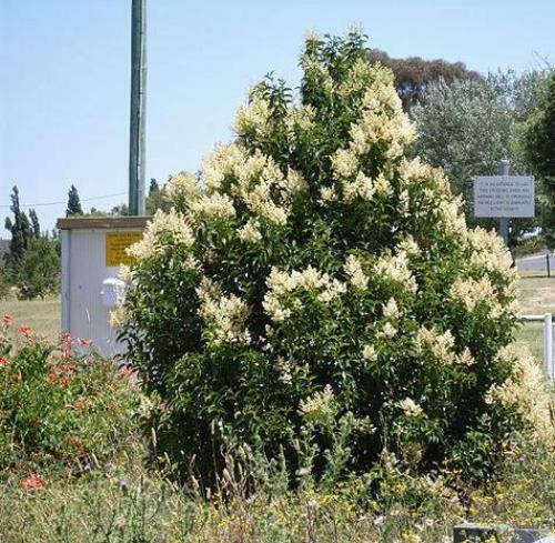 Ligustrum lucidum | Chinese, Glossy, or Wax-Leaf Privet | 100 Seeds