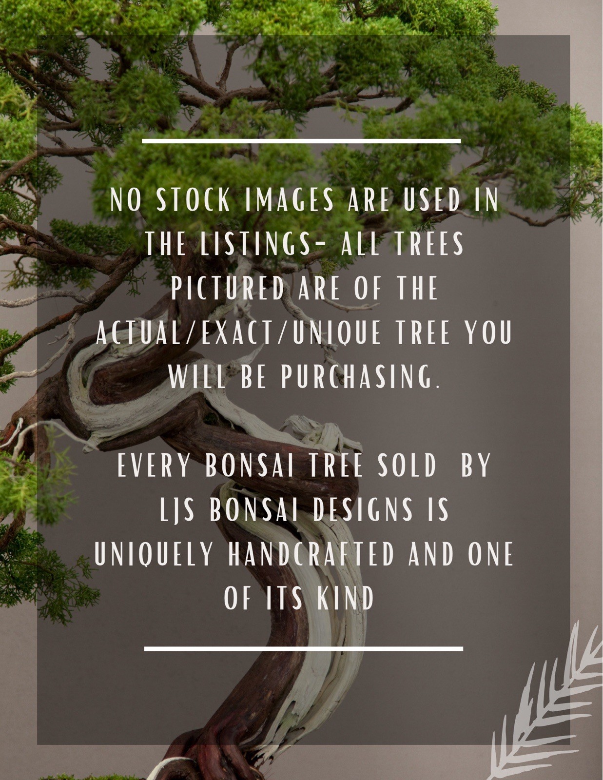 TIGERS BARK FICUS BONSAI FOREST