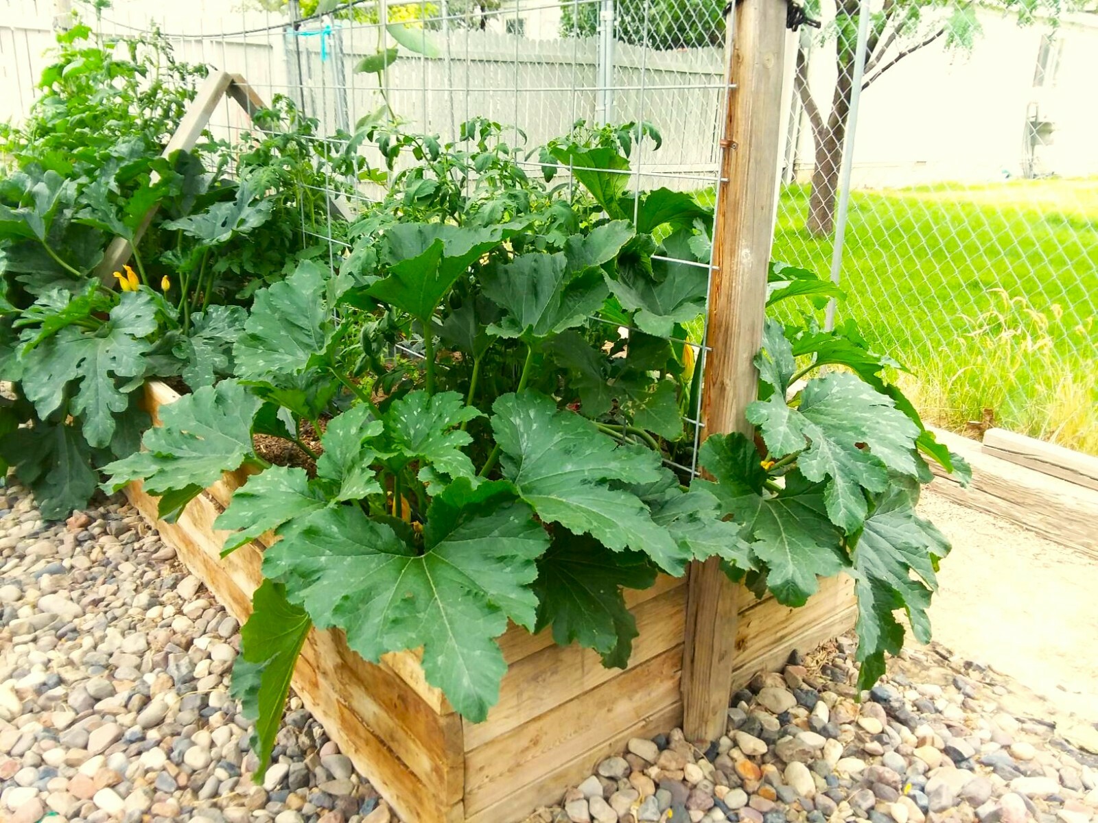 Yellow/Golden 4, Dk Green XL 10 seeds zucchini small seed cavity