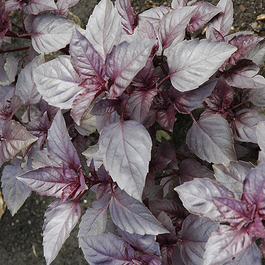 Dark Opal Basil Seeds | Heirloom / Non-GMO | Free Shipping | Seed Store | 1128