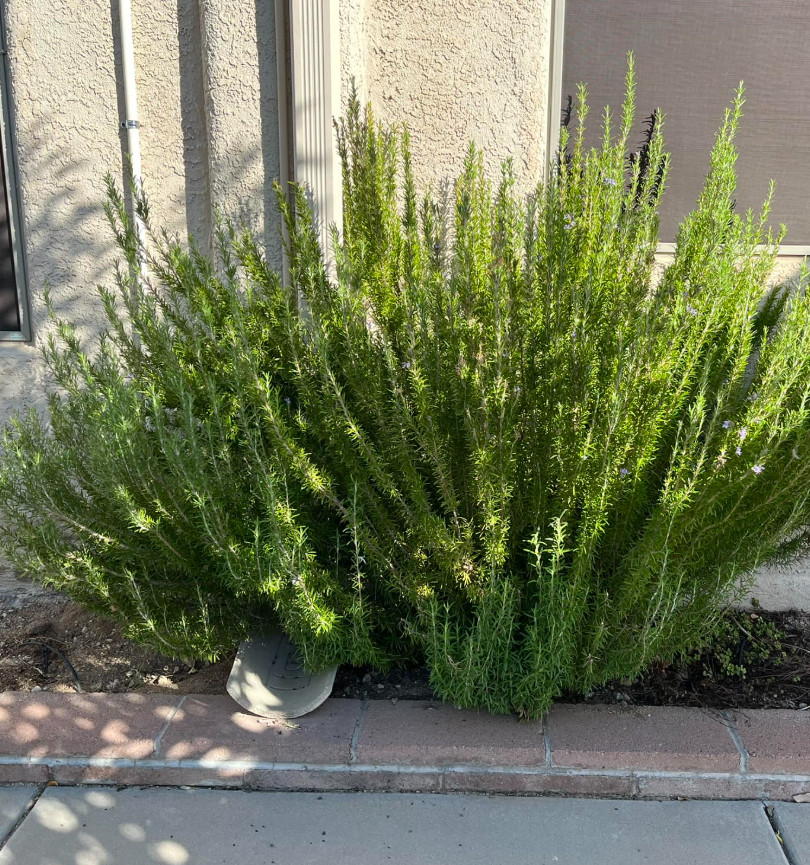 3 Live Barbeque Rosemary Plants, 3–6″ Tall, Evergreen Garden Herb, Ships No Pot