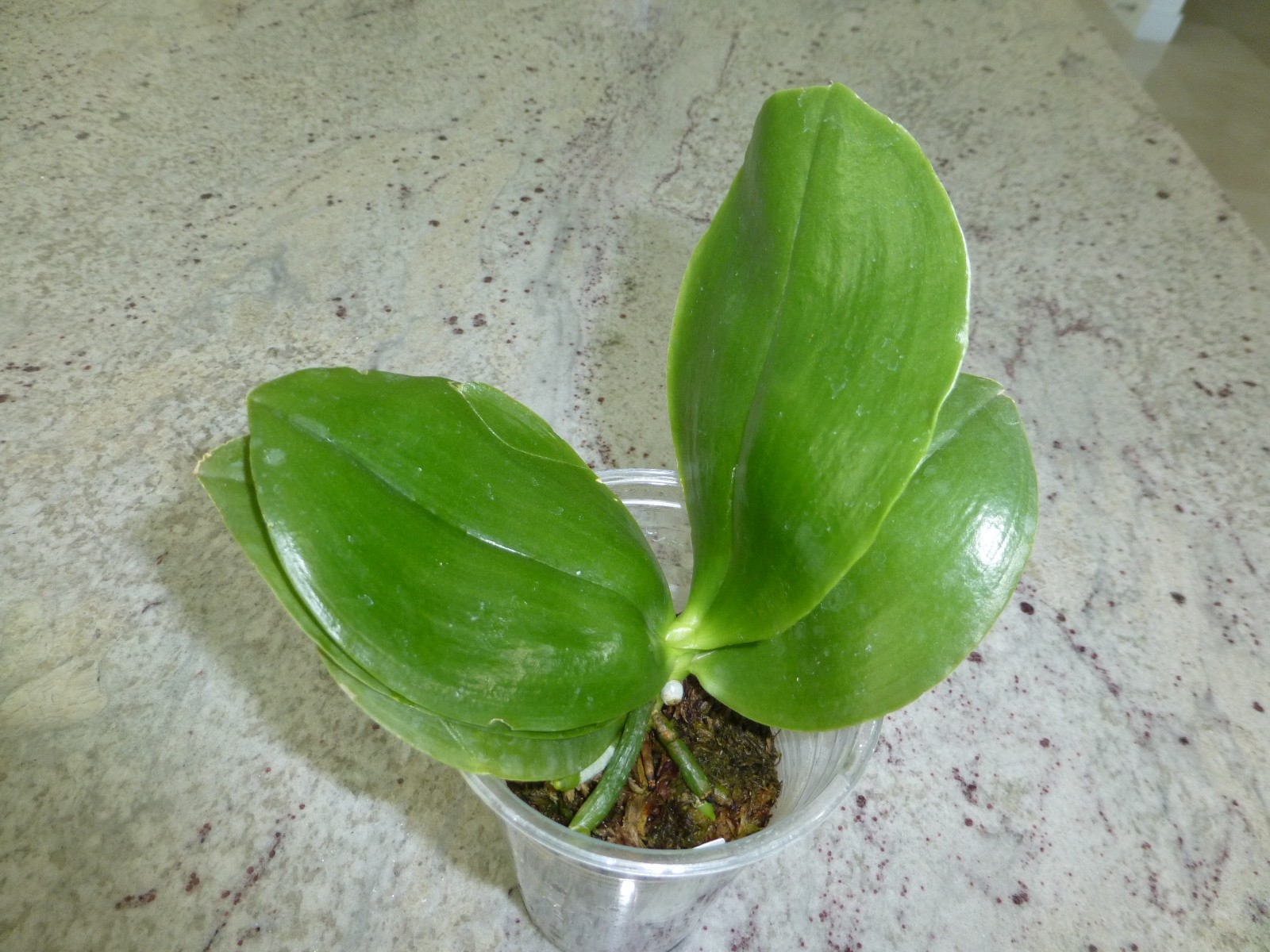 Fragrant Orchid Phalaenopsis Phal. Guadalupe Pineda ‘Yaphon’ In 2.5″ Pot