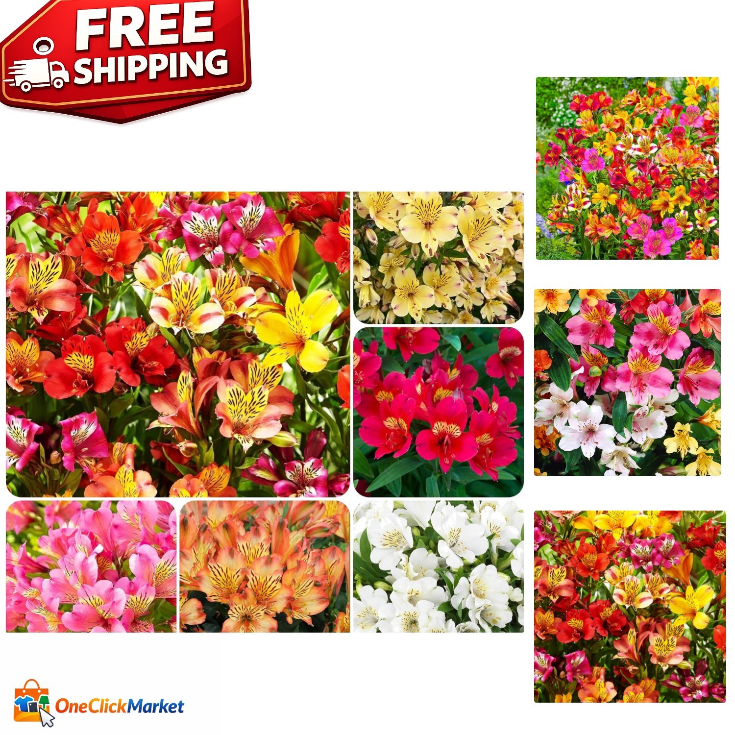 GMO Free Alstroemeria Seeds – 30+ Eco-Friendly Peruvian Lilies for Easy Planting